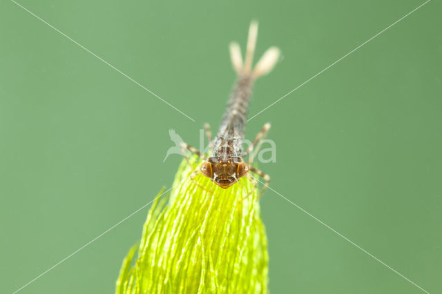 Turkish Red Damsel (Ceriagrion georgifreyi)