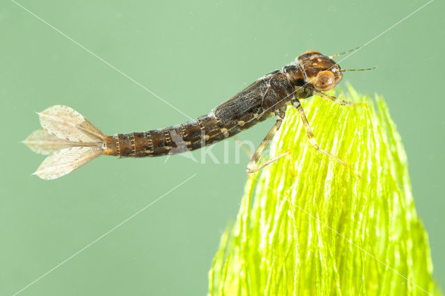 Turkish Red Damsel (Ceriagrion georgifreyi)