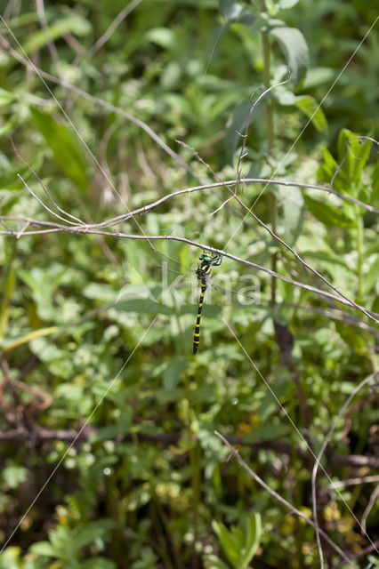 Turkse bronlibel (Cordulegaster picta)