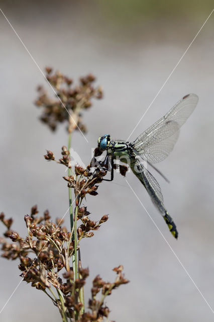 Turkse rombout (Gomphus schneiderii )