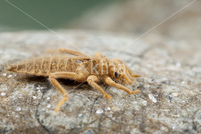 Turkse rombout (Gomphus schneiderii )