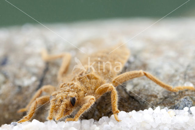 Turkse rombout (Gomphus schneiderii )