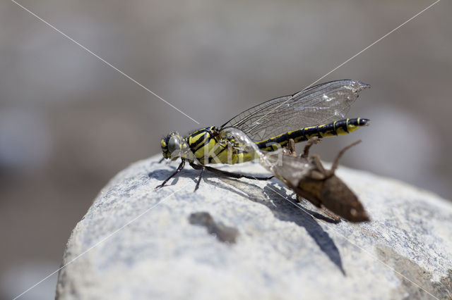 Turkse rombout (Gomphus schneiderii )