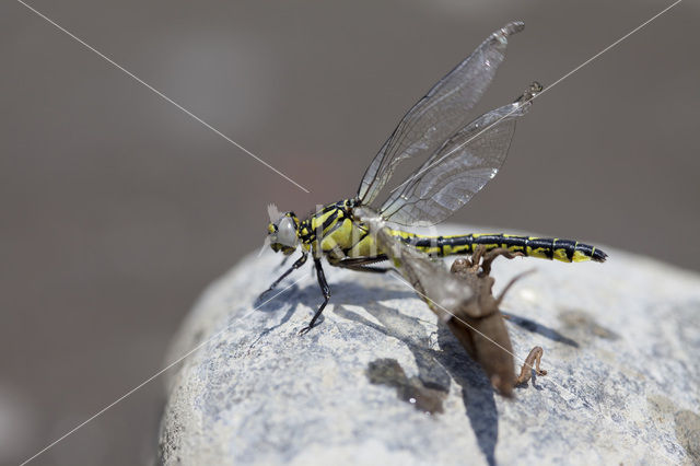 Turkse rombout (Gomphus schneiderii )