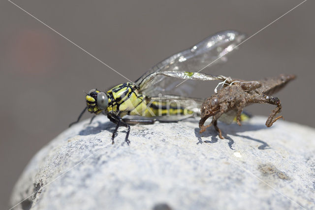 Turkse rombout (Gomphus schneiderii )