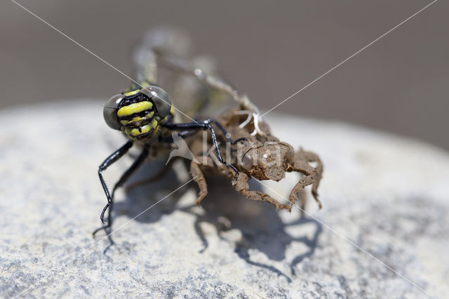 Turkse rombout (Gomphus schneiderii )