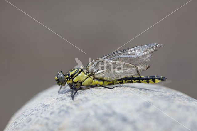 Turkse rombout (Gomphus schneiderii )