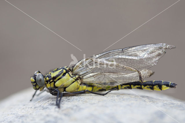 Turkse rombout (Gomphus schneiderii )