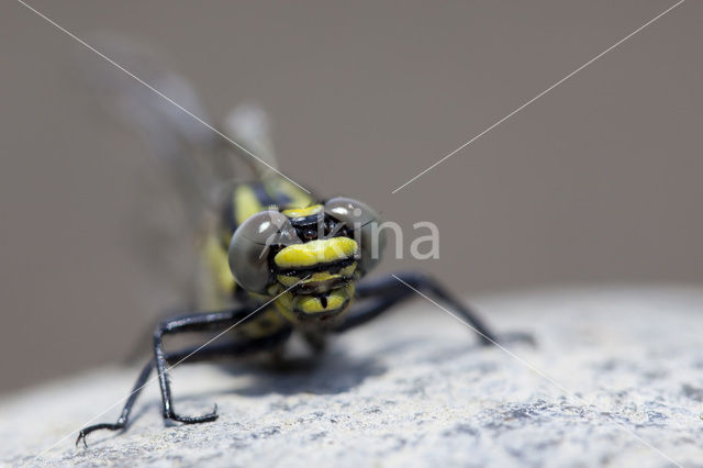 Turkse rombout (Gomphus schneiderii )