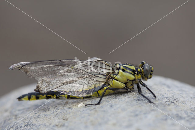 Turkse rombout (Gomphus schneiderii )