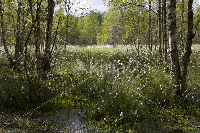 Veenpluis (Eriophorum angustifolium)