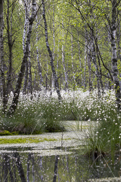 Veenpluis (Eriophorum angustifolium)