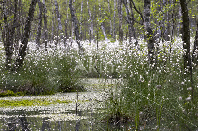 Veenpluis (Eriophorum angustifolium)