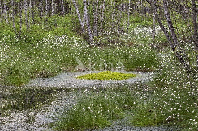 Veenpluis (Eriophorum angustifolium)