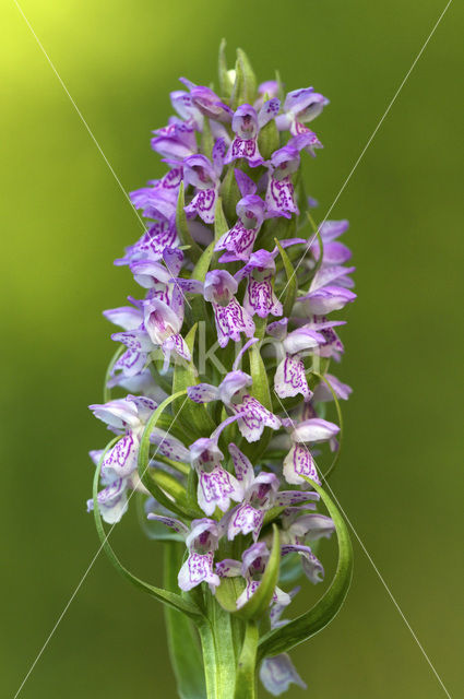 Vleeskleurige orchis (Dactylorhiza incarnata)