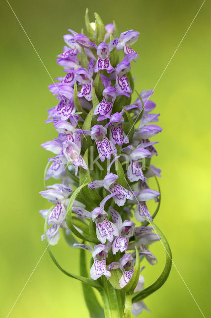 Early Marsh-orchid (Dactylorhiza incarnata)