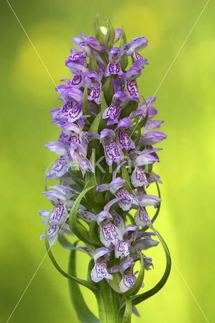 Vleeskleurige orchis (Dactylorhiza incarnata)