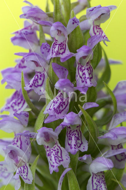 Vleeskleurige orchis (Dactylorhiza incarnata)