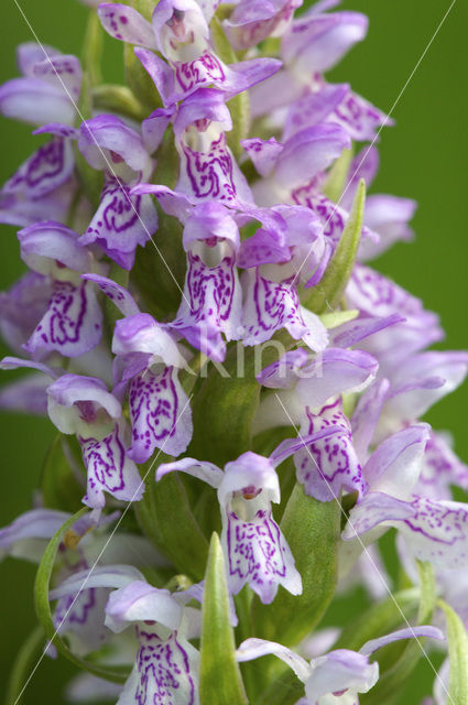 Vleeskleurige orchis (Dactylorhiza incarnata)