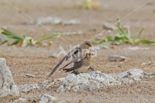 Vorkstaartplevier (Glareola pratincola)