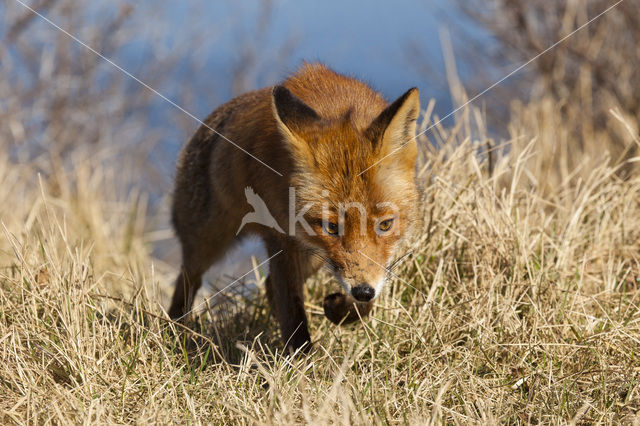 Vos (Vulpes vulpes)