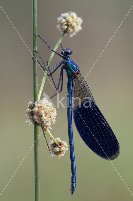 Weidebeekjuffer (Calopteryx splendens)