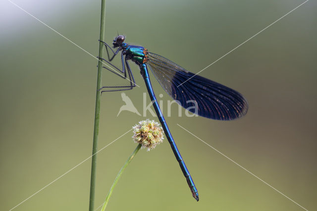 Weidebeekjuffer (Calopteryx splendens)