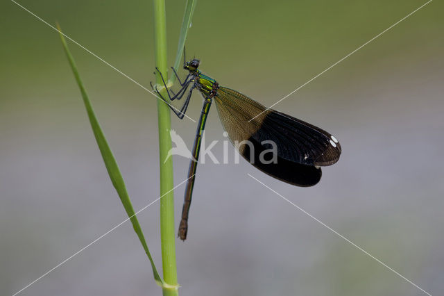 Weidebeekjuffer (Calopteryx splendens)