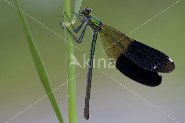 Weidebeekjuffer (Calopteryx splendens)