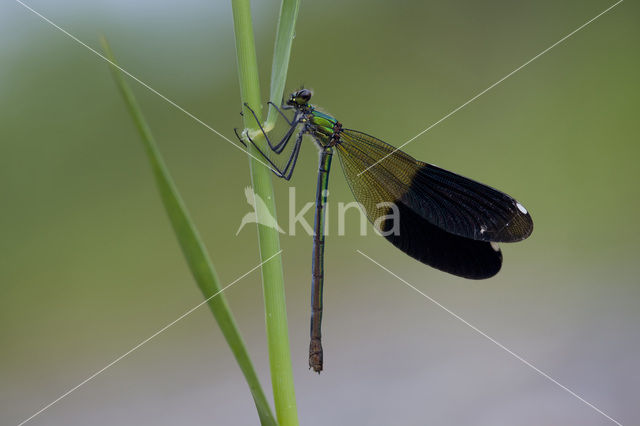 Weidebeekjuffer (Calopteryx splendens)