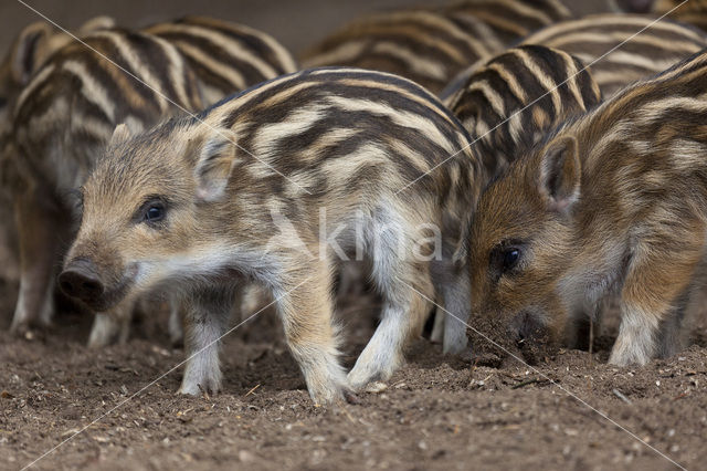 Wild zwijn