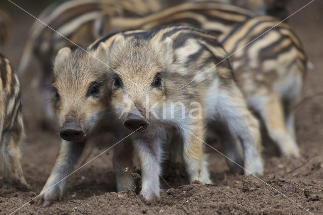 Wild zwijn