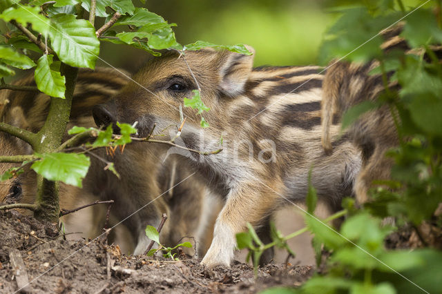 Wild zwijn