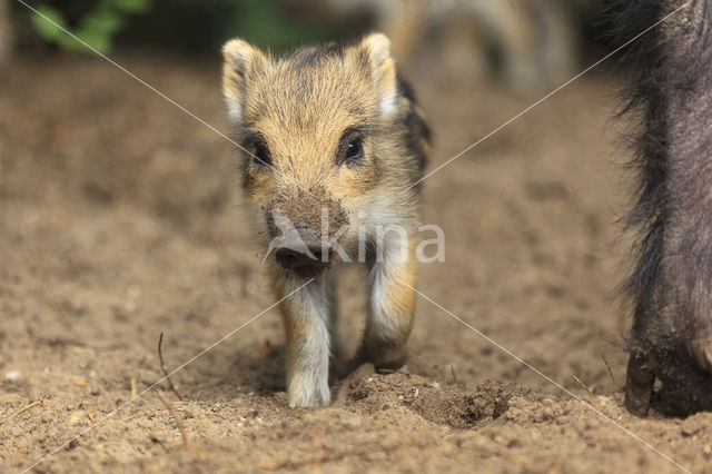 Wild zwijn