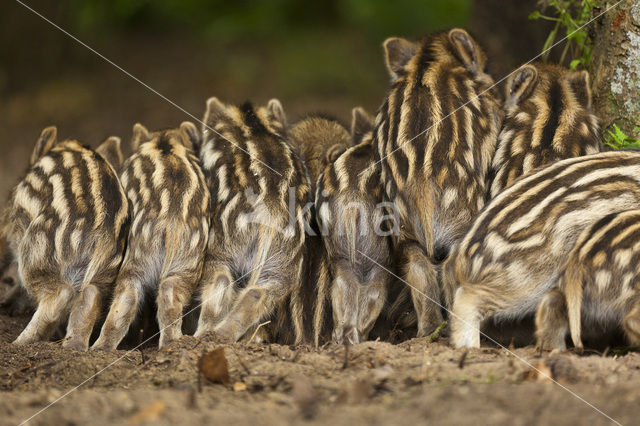 Wild zwijn