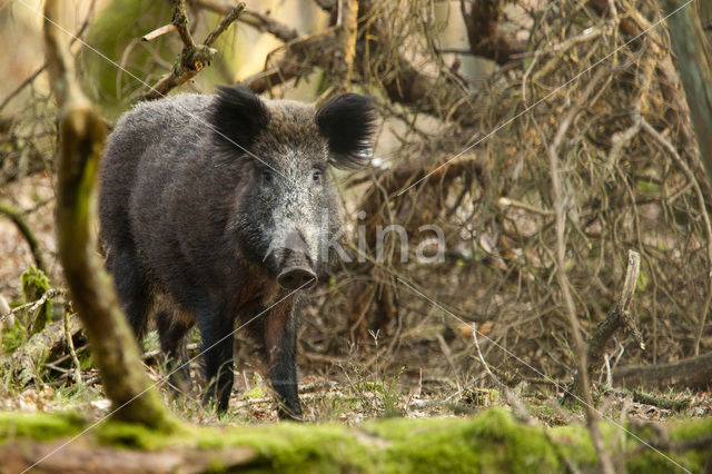 Wild zwijn