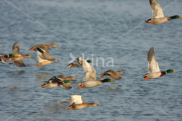 Wilde Eend (Anas platyrhynchos)