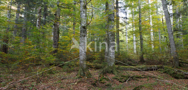 Wildnisgebiet Dürrenstein