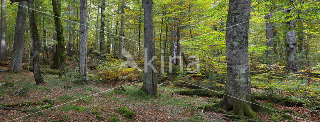 Wildnisgebiet Dürrenstein