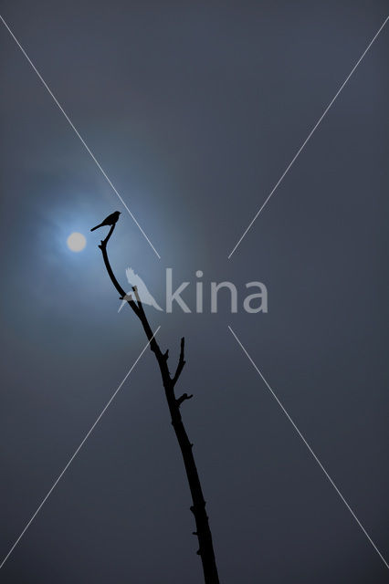 Witte Kwikstaart (Motacilla alba)