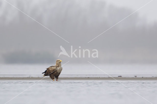 Zeearend (Haliaeetus albicilla)