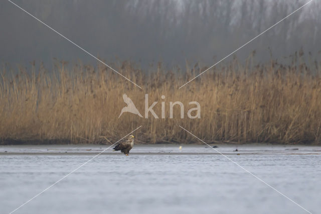 Zeearend (Haliaeetus albicilla)