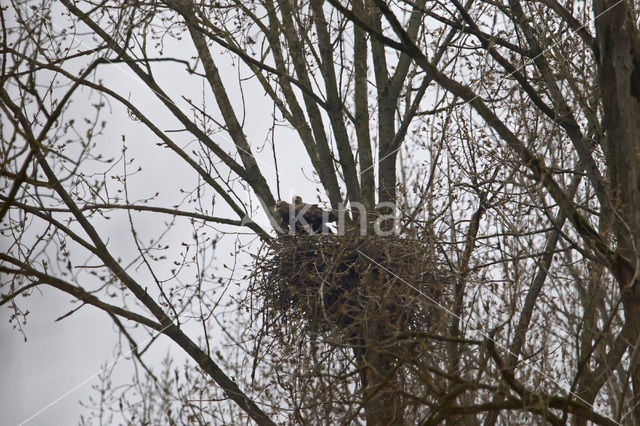 Zeearend (Haliaeetus albicilla)