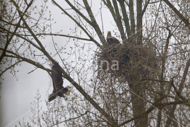 Zeearend (Haliaeetus albicilla)