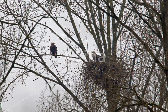 Zeearend (Haliaeetus albicilla)