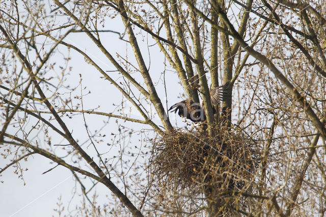 Zeearend (Haliaeetus albicilla)