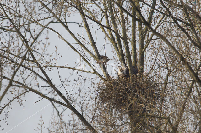 Zeearend (Haliaeetus albicilla)