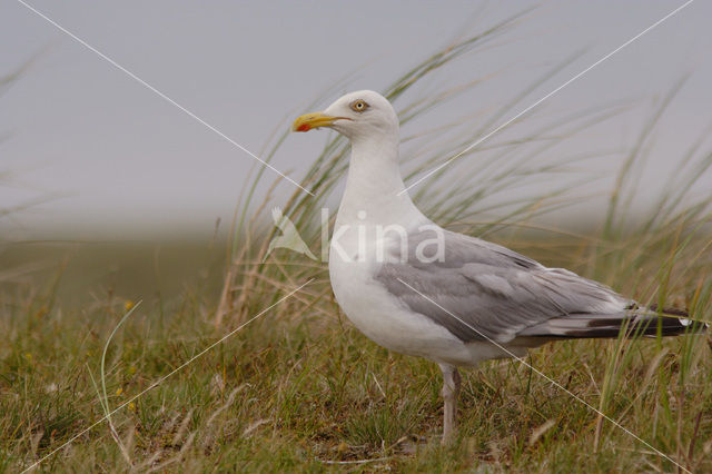 Zilvermeeuw (Larus argentatus)