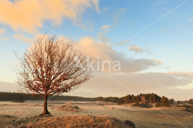 Zomereik (Quercus robur)