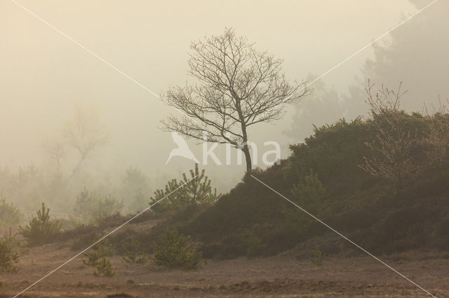 Zomereik (Quercus robur)